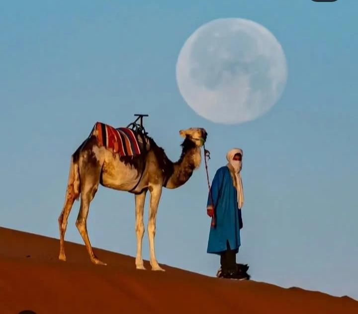 camello_en_desierto_luna