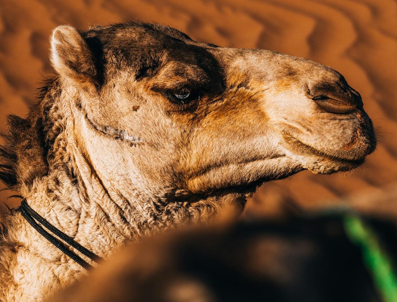Sahara Desert Tour from Marrakech close-up of a camel in the Sahara desert Merzouga Morocco